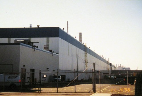 Ground View of Plant